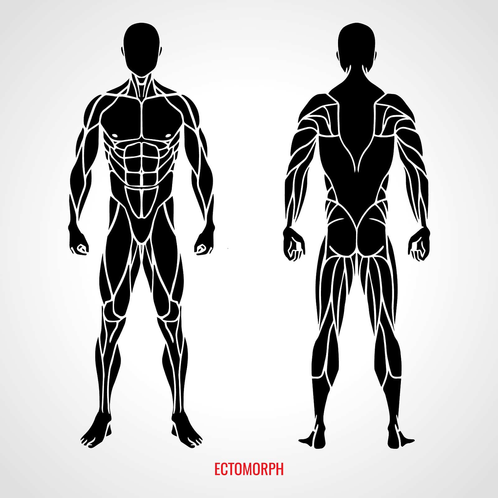 How to Eat & Workout for an Ectomorph Body Type?